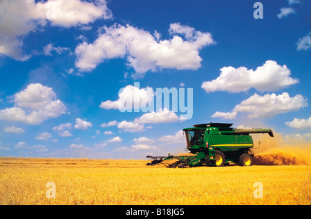 Les récoltes de blé de printemps une moissonneuse-batteuse, Tiger Hills, au Manitoba Banque D'Images