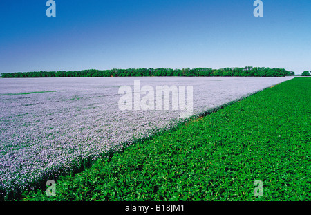 Le soja et le lin en fleurs, près de Roland, Manitoba, Canada Banque D'Images