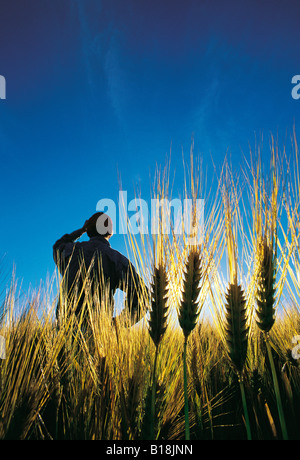 Agriculteur en champ d'orge, près de Dugald (Manitoba), Canada Banque D'Images