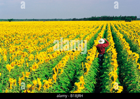 Un agriculteur donne sur son champ de tournesols en fleurs, près de Oakbank au Manitoba, Canada Banque D'Images