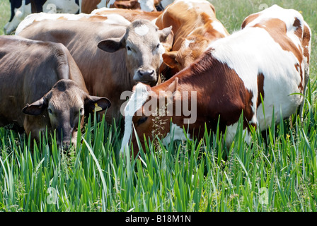 Troupeau de vaches qui paissent dans un champ de renoncules campagne anglaise UK commun vache Chilbolton Banque D'Images