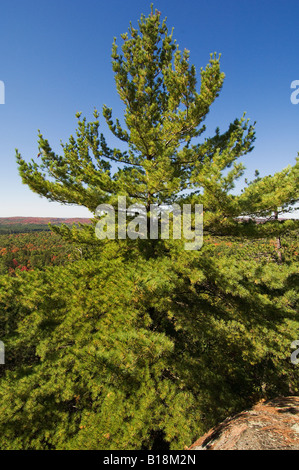 Arbre de pin blanc (Pinus strobus L.) le long du sentier d'observation dans le parc provincial Algonquin, en Ontario, Canada. Banque D'Images