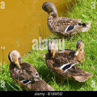 Un groupe de jeunes canetons femelles sur la rive de la Trent et Mersey Canal à Rode Heath Cheshire England UK Banque D'Images