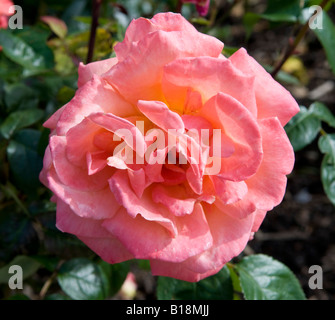 Rosa 'troïka' Poumidor Banque D'Images