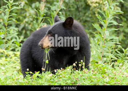 L'ours noir (Ursus americanus) mange de l'herbe près de ville de Stewart dans le nord de la Colombie-Britannique, Canada Banque D'Images