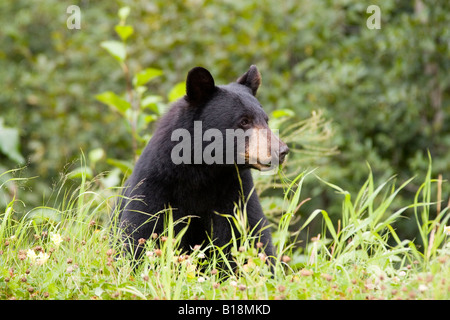 L'ours noir (Ursus americanus) mange de l'herbe près de ville de Stewart dans le nord de la Colombie-Britannique, Canada Banque D'Images