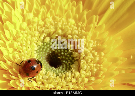 Lady bug marche sur gerber jaune fleur marguerite Banque D'Images