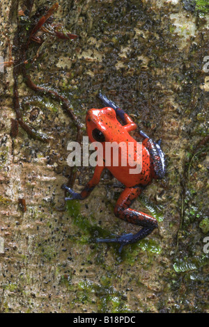 Une fraise blue-jeans Poison Dart Frog (dendrobates pumilio) au Costa Rica. Banque D'Images