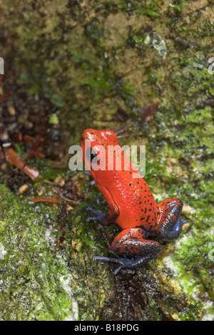 Une fraise blue-jeans Poison Dart Frog (dendrobates pumilio) au Costa Rica. Banque D'Images