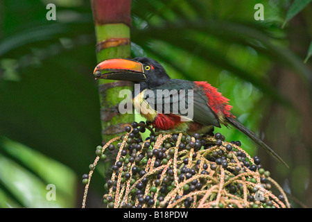 Un (Frantzius Pteroglossus frantzii) manger des fruits au Costa Rica. Banque D'Images