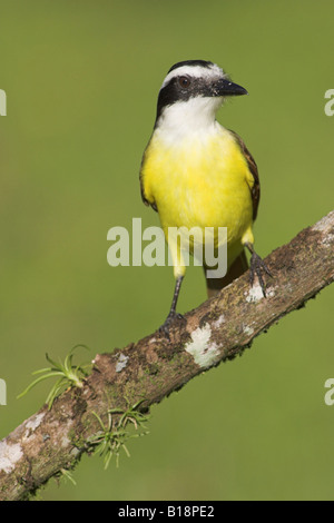 Un tyran Quiquivi (Pitangus sulfuratus) au Costa Rica. Banque D'Images