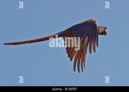 Un ara rouge (Ara macao), volant au Costa Rica. Banque D'Images