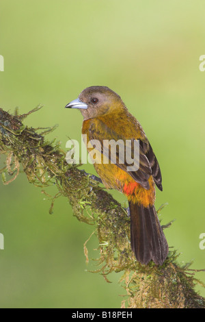 Une femelle Tangara à croupion rouge (Ramphocelus passerinii) au Costa Rica. Banque D'Images