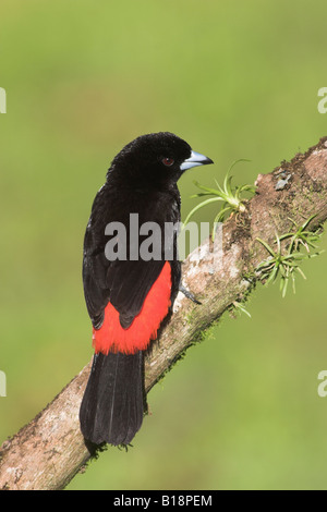 Un mâle Tangara à croupion rouge (Ramphocelus passerinii) au Costa Rica. Banque D'Images