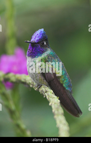 Un homme à tête Violet Hummingbird (Klais guimeti) au Costa Rica. Banque D'Images