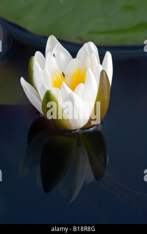 Bassin aux nymphéas et son reflet dans l'étang de jardin. Banque D'Images