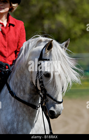Étalon Paso Fino Banque D'Images