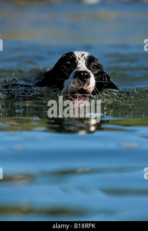 Springer Spaniel la natation dans le lac de M. Felker, près de Williams Lake, Colombie-Britannique, Canada Banque D'Images