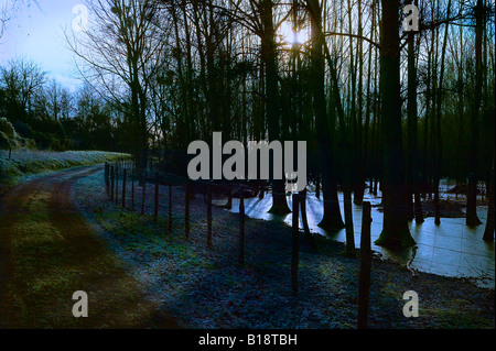 L'hiver la lumière filtrant à travers les arbres de chêne on country road Banque D'Images