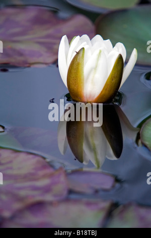 Bassin aux nymphéas et son reflet dans l'étang de jardin. Banque D'Images