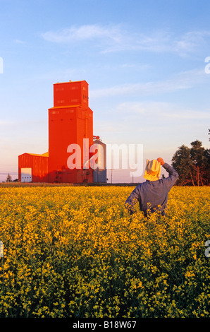 Un homme donne sur un champ de canola avec un élévateur à grains dans l'arrière-plan, Carey, Manitoba, Canada. Banque D'Images