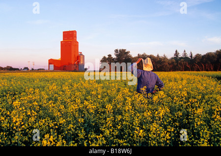 Un homme donne sur un champ de canola et l'élévateur à grain, Carey, Manitoba, Canada. Banque D'Images