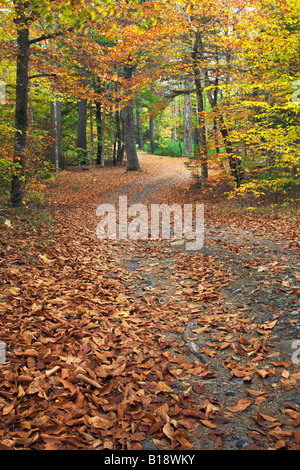 Tombe de couleurs à 10 km du parc provincial du lac près de Milton en Nouvelle-Écosse, Canada. Banque D'Images