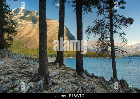 Forêt de pins tordus au lac Minnewanka - Parc national Banff - Alberta, Canada. Banque D'Images