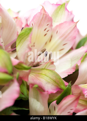 Close up of lily péruvienne, l'alstroemeria blanc fleur rose Banque D'Images