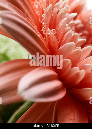 Close up de chrysanthème, rose Vue de côté l'accent sur les gouttes d'eau qui apparaissent sur les pétales Banque D'Images