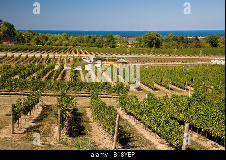 Vignes à Angels Gate Winery sur terrasse Beamsville, Beamsville, Ontario, Canada Banque D'Images