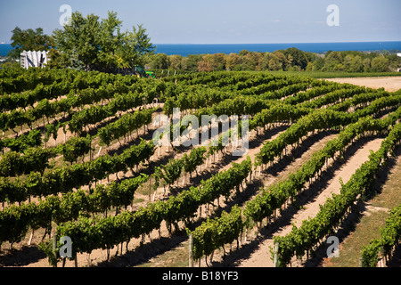 Vignobles à l'Estates Winery Dell sur terrasse Beamsville, près de Beamsville, Ontario, Canada Banque D'Images