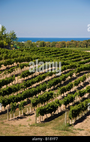 Vignobles à l'Estates Winery Dell sur terrasse Beamsville, près de Beamsville, Ontario, Canada Banque D'Images