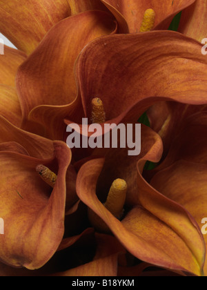 Close up de couleur or foncé fleurs tropicales , rare lueur calla lily Zantedeschia Banque D'Images