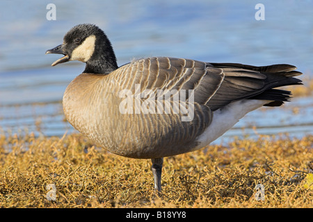 Une Bernache de Hutchins (Branta hutchinsii) appelant le long du front de mer de Victoria, Colombie-Britannique, Canada. Banque D'Images