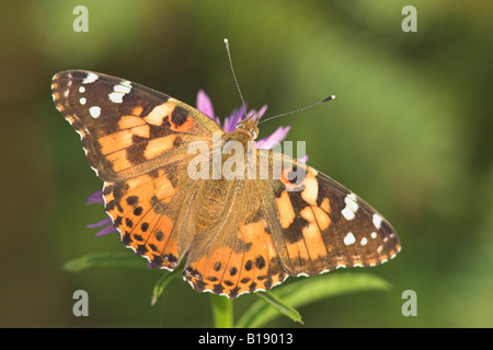 Un papillon belle dame (Vanessa cardui) à Etobicoke, Ontario, Canada. Banque D'Images