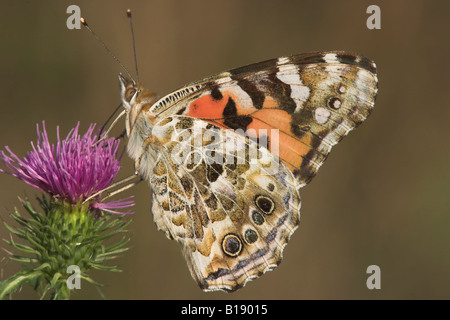 Un papillon belle dame (Vanessa cardui) à Etobicoke, Ontario, Canada. Banque D'Images