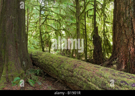 Les sapins de Douglas et le cèdre couverts de mousse sont typiques de la forêt pluviale tempérée trouvés près de Tofino, Colombie-Britannique, Ca Banque D'Images