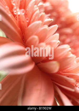 Close up de chrysanthème, rose ,Vue de côté l'accent plus doux pétales extérieurs, gouttes d'eau apparaissent sur les pétales haut Banque D'Images