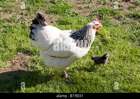 Les poulets de bébé poussin et la mère poule, Hampshire, Angleterre Banque D'Images