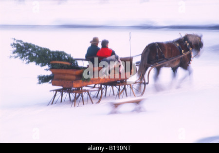 La réalisation d'un arbre de Noël fraîchement coupé, un couple retourne à la maison dans leur one-horse open sleigh. Banque D'Images