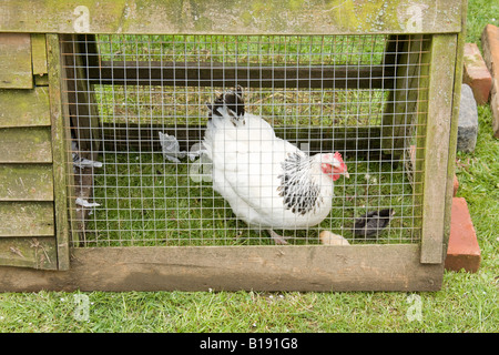 Les poulets de bébé poussins et la mère poule par un coup d'Hampshire Angleterre Banque D'Images