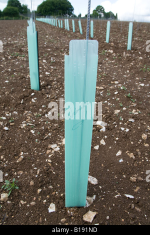 Hattingley valley vineyard peu après la plantation de la vigne en mai 2008. Banque D'Images