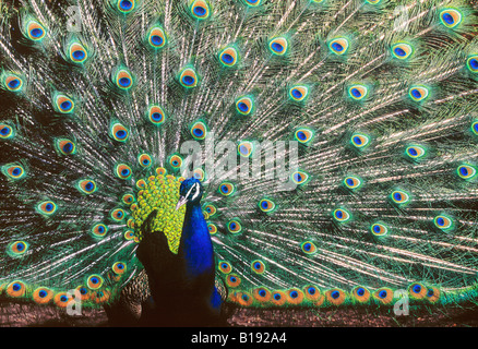 Affichage de paon au Zoo de Calgary, Calgary, Alberta, Canada. Banque D'Images