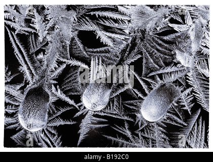 Givre sur la fenêtre. Banque D'Images