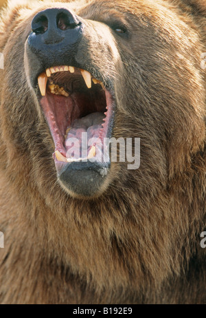 Kodiak captif du grizzli. Banque D'Images