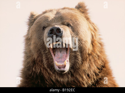 Kodiak captif du grizzli. Banque D'Images