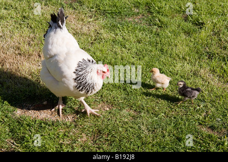 Les poulets de bébé poussins et la mère poule, Hampshire, Angleterre Banque D'Images