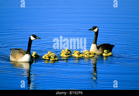 Des profils de la bernache du Canada (Branta canadensis) et oisons, Alberta, Canada. Banque D'Images