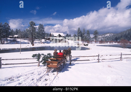 La réalisation d'un arbre de Noël fraîchement coupé, un couple retourne à la maison dans leur one-horse open sleigh. Banque D'Images